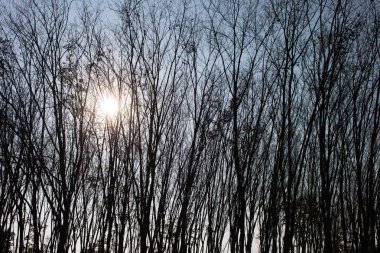 Tay thatched saman çatı arka plan