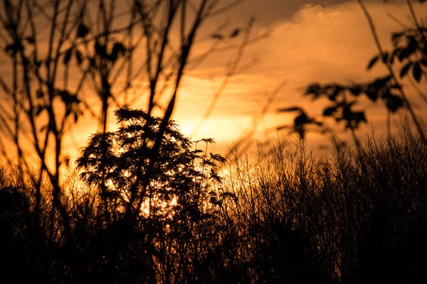 美丽的日落森林和阳光在晚上的剪影 — 图库照片