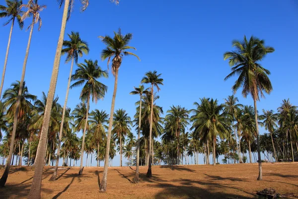 Fila de cocoteros hoja verde y el cielo azul sol rayo, mar th —  Fotos de Stock