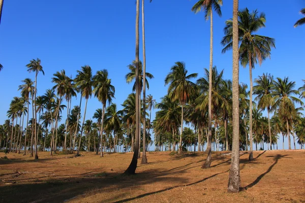 ココナッツ木緑の葉と青い空サンシャイン レイ、海の行番目 — ストック写真