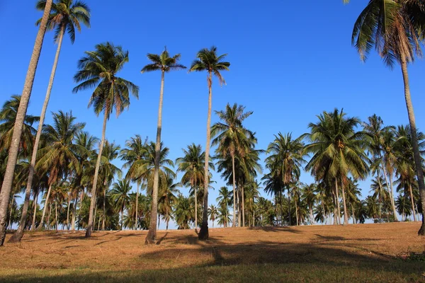 Row of coconut tree green leaf and blue sky sunshine ray, sea th — Stock Photo, Image