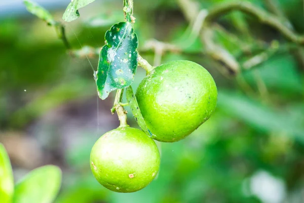 Limón verde fresco en árbol de plantas de la naturaleza — Foto de Stock
