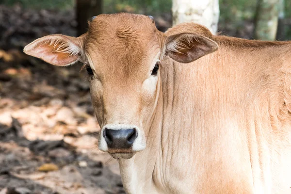 Jonge baby koe verse groene gras eten op grond van de bodem, cultuur th — Stockfoto