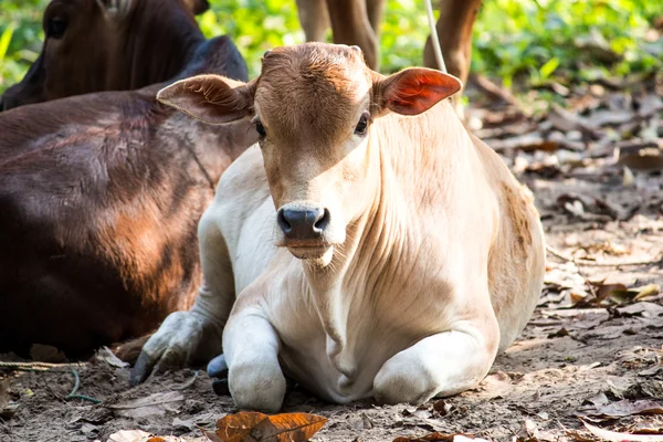 Jeune vache mange de l'herbe verte fraîche sur le sol, culture th — Photo