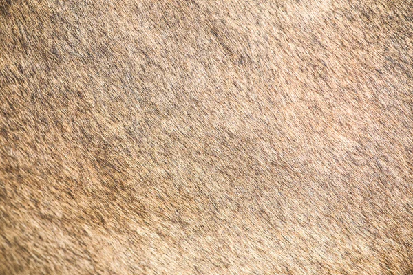 kahverengi inek cilt doku desen arka plan, Asya Tayland tarım