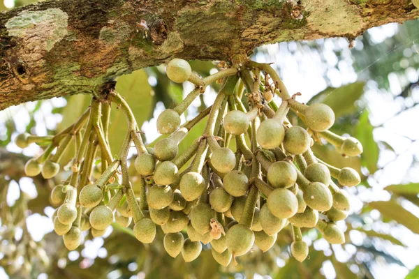 Mazzo di fiore durian su albero sfondo astratto — Foto Stock