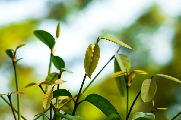 Cima della pianta e sfocatura verde bokeh sfondo astratto — Foto Stock