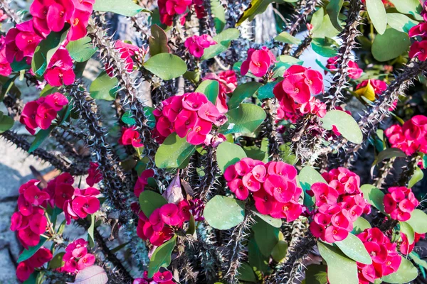 いばら花ユーフォルビア ミリ desmoul 抽象的な backgro の王冠 — ストック写真