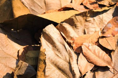 sonbahar solmuş yapraklar soyut doku arka plan