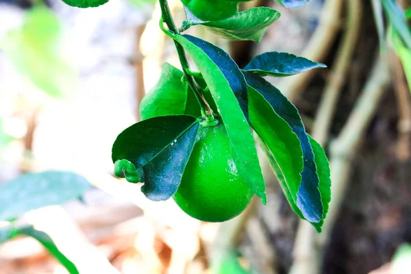 Frische grüne Zitrone auf Natur-Pflanzbaum — Stockfoto