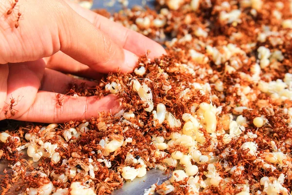 Mujer sosteniendo hormiga roja y huevo, comida tailandesa cocinando hormiga roja frita a —  Fotos de Stock