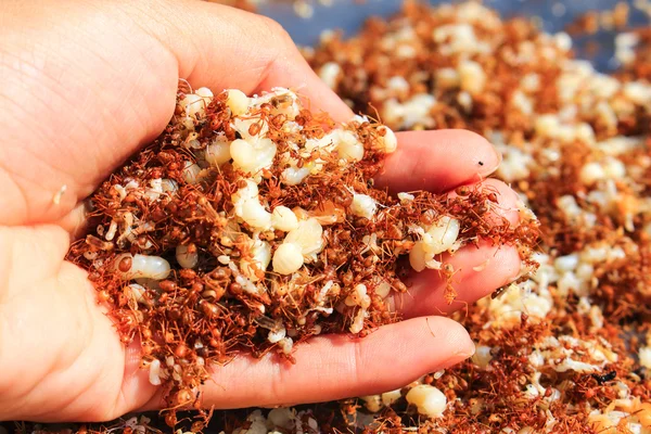 Kobieta gospodarstwie czerwone mrówki i jajko, gotowanie tajski żywności smażone czerwone mrówki — Zdjęcie stockowe