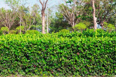 küçük ağaç ve yeşil çim peyzaj Bahçe