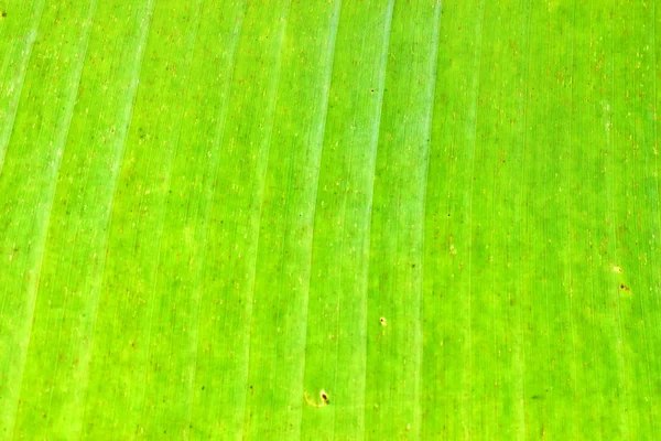 Green banana dried leaf disease background — Stock Photo, Image