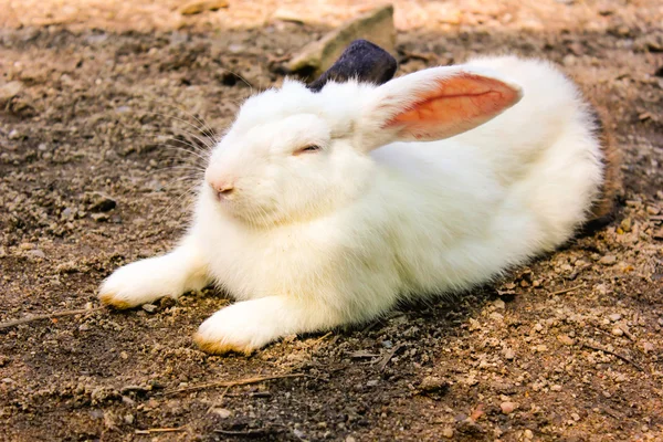 Coelho tem orelha branca e preta na gaiola, zoológico animal — Fotografia de Stock