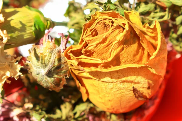 Blumenstrauß getrockneter Rosen Stillleben mit Morgensonne — Stockfoto