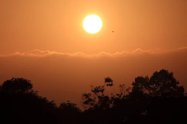 Coucher de soleil rêve ciel silhouette rangée de caoutchouc arbre — Photo