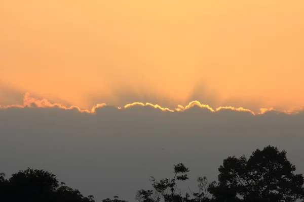 Coucher de soleil rêve ciel silhouette rangée de caoutchouc arbre — Photo