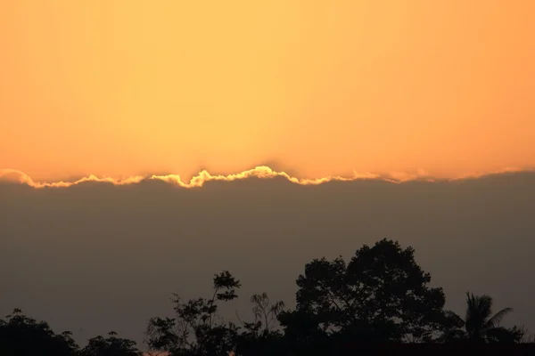 Coucher de soleil rêve ciel silhouette rangée de caoutchouc arbre — Photo