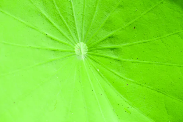 Fresh green lotus leaf background — Stock Photo, Image