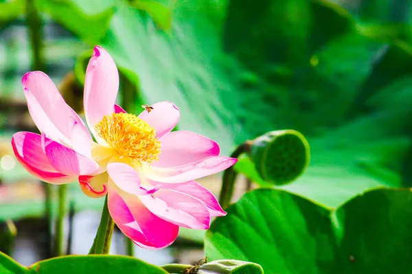 Makró közeli gyönyörű lótusz virágok vagy víz liliom virág, wi — Stock Fotó