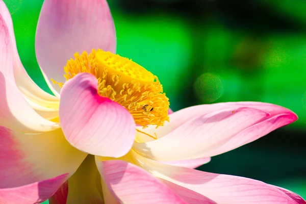 Macro close-up beautiful lotus blossoms or water lily flowers wi — Stock Photo, Image