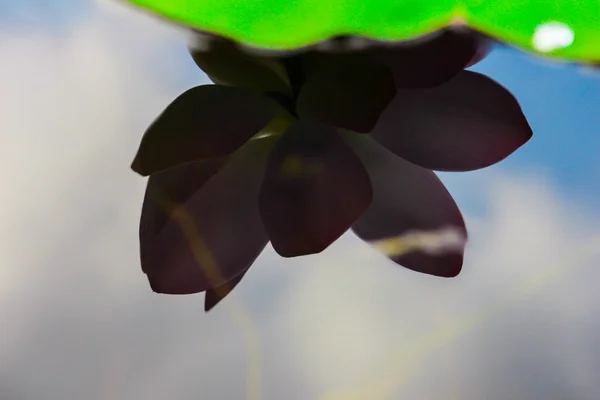 Fresh green lotus reflex shadow in water leaf background — Stock Photo, Image