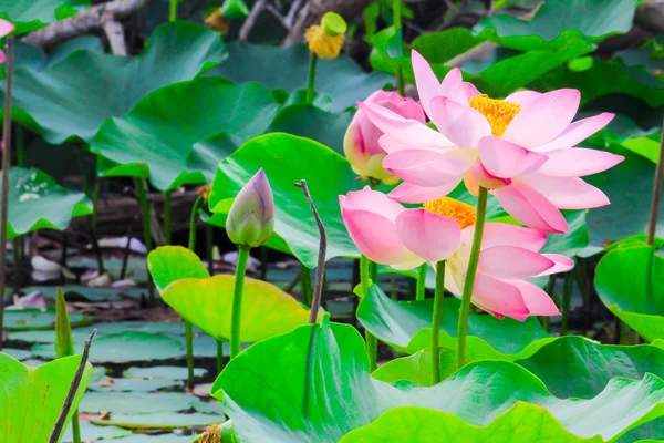 Flores de lótus bonitas ou flores de lírio de água natureza fundo — Fotografia de Stock