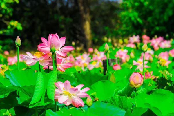 Hermosas flores de loto o flores de lirio de agua fondo de la naturaleza — Foto de Stock
