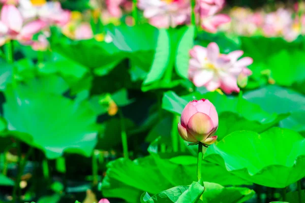 Flores de lótus bonitas ou flores de lírio de água natureza fundo — Fotografia de Stock