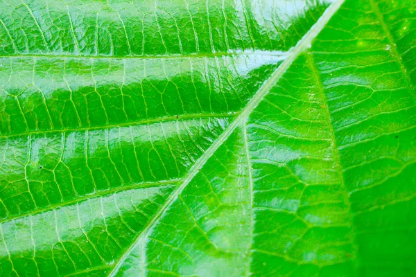 Green leaves texture background — Stock Photo, Image