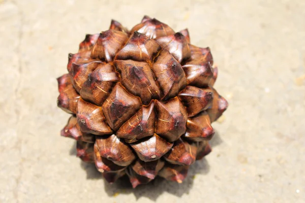 Nypa palmeira fruta na Tailândia, close-up de sementes nypa na natureza. — Fotografia de Stock