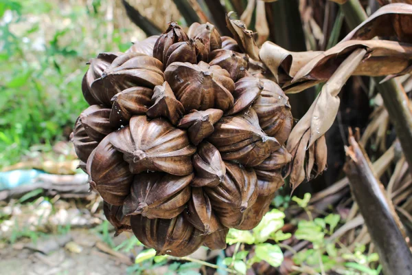 Nypa palmové ovoce v Thajsku, zblízka nypa semena v přírodě. — Stock fotografie