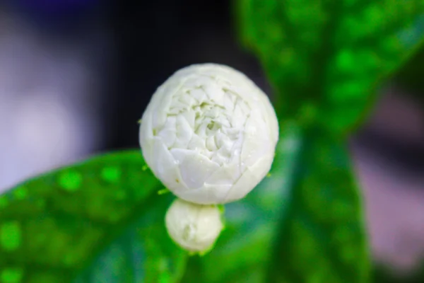 Arabian jasmine flower with leaves on nature background — Stock Photo, Image