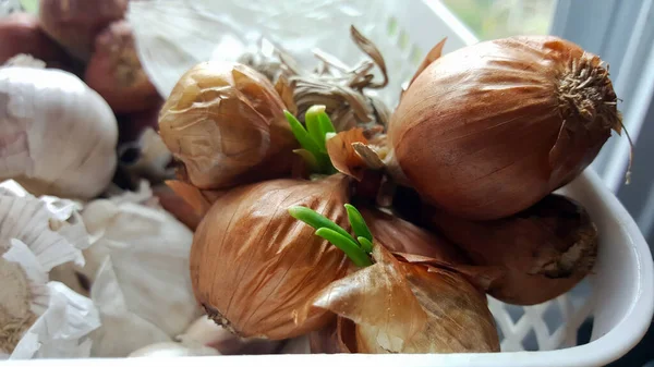 Cultivar Cebolas Dentro Casa Quando Esquecido Cesta — Fotografia de Stock