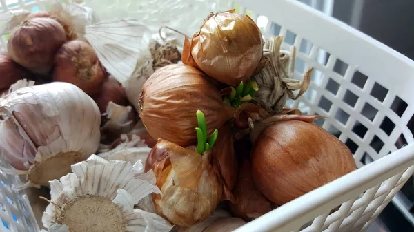 Cultivar Cebolas Dentro Casa Quando Esquecido Cesta — Fotografia de Stock