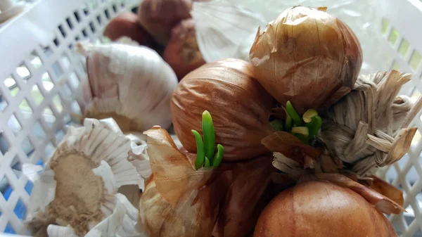 Cultivar Cebolas Dentro Casa Quando Esquecido Cesta — Fotografia de Stock