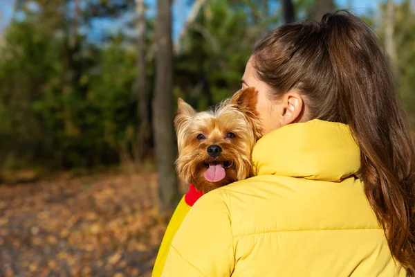 Donna Abbraccia Cane Yorkshire Terrier Razza Salute Degli Animali Domestici Immagine Stock