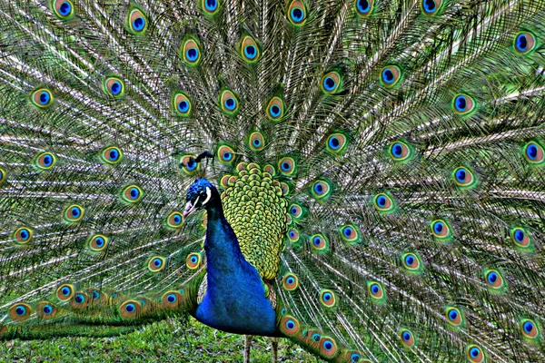 Castleville peacock — Stok fotoğraf