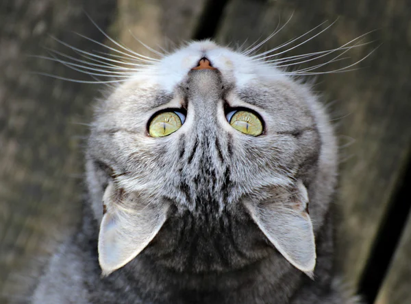 Chat levant les yeux — Photo