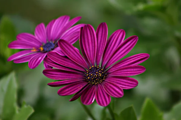 Flower — Stock Photo, Image