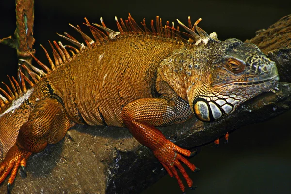 Iguana on the tree — Stock Photo, Image