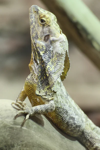 Reptile — Stock Photo, Image