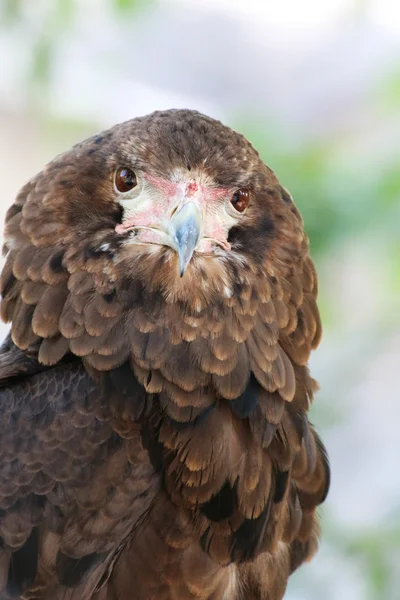 bateleur kartalı