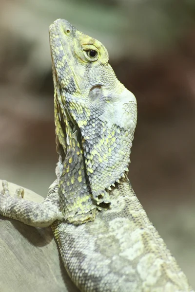 Reptile — Stock Photo, Image