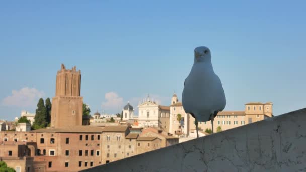Gaviota en la sombra y la ciudad de Roma a la luz del atardecer en el fondo - 4K, Handheld — Vídeo de stock