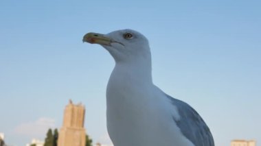 Arkaplanda günbatımında martılara yakın ağlamak ve eski Roma binalarını bulanıklaştırmak - 4K, Editör, El bilgisayarı, Ses