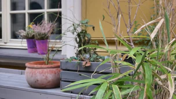폴란드의 브로 클루 에서 겨울에는 장식용 식물 과창을 손으로 들고 있는 4K — 비디오