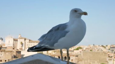 Pan from seagull to blurred ancient Rome buildings - 4K, Handheld