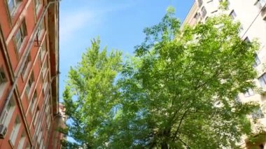 Kyiv, Ukrayna 'da güneşli bir günde tipik binalar ve yeşil ağaç - 4K, Audio, Pan